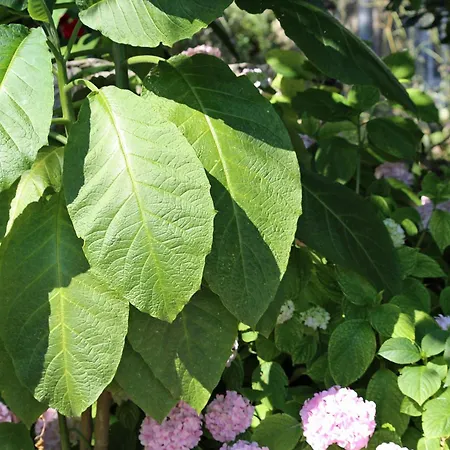 Triple 258a 3* Trpanj